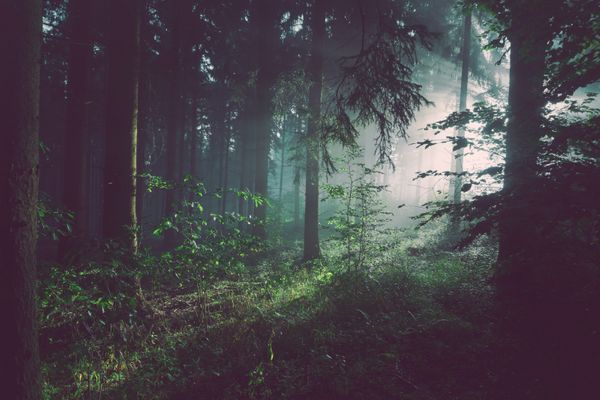 Dear Random Forest
